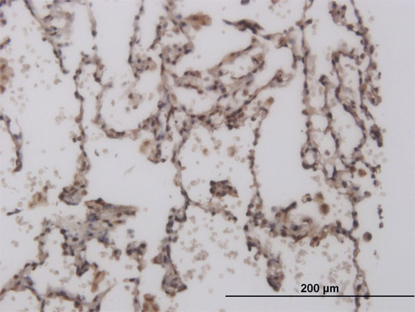 FOXL1 Antibody in Immunohistochemistry (Paraffin) (IHC (P))