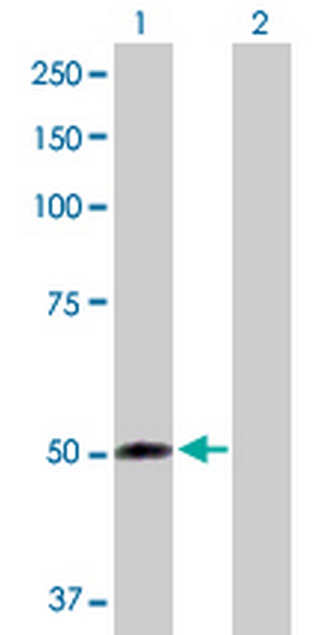 FMO2 Antibody in Western Blot (WB)