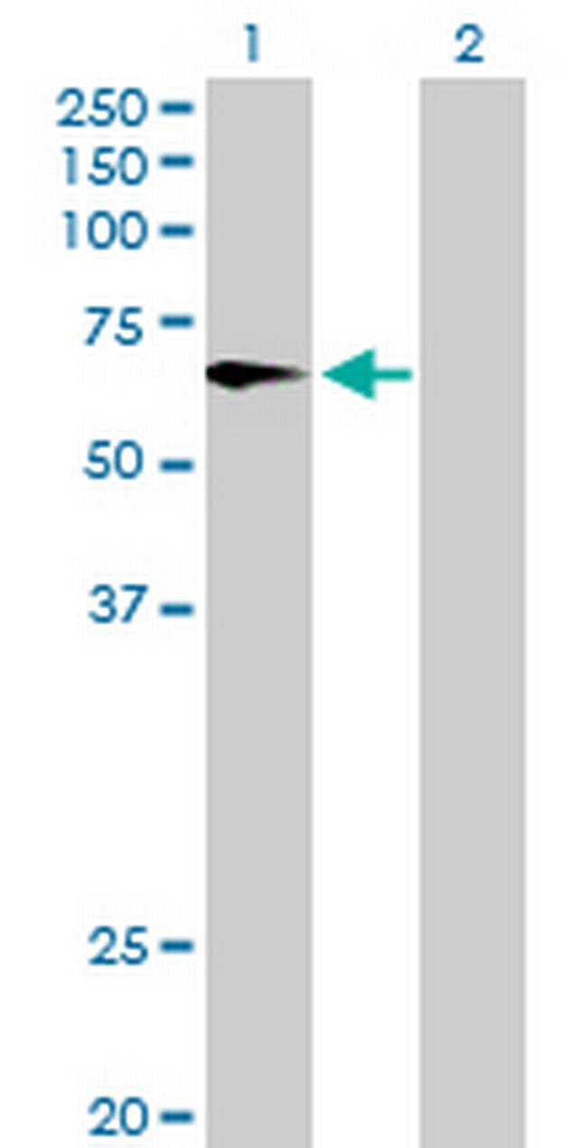 FMO4 Antibody in Western Blot (WB)