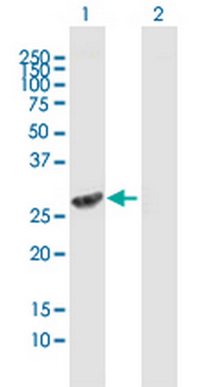 FMO5 Antibody in Western Blot (WB)