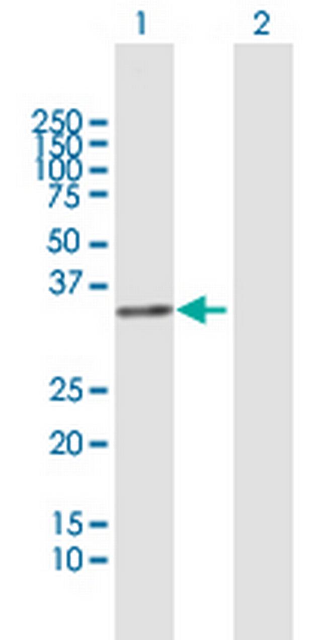 FRG1 Antibody in Western Blot (WB)