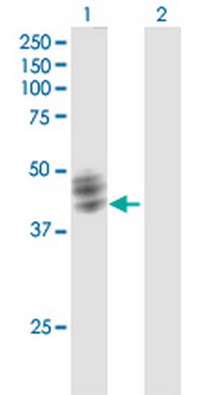 FUT1 Antibody in Western Blot (WB)