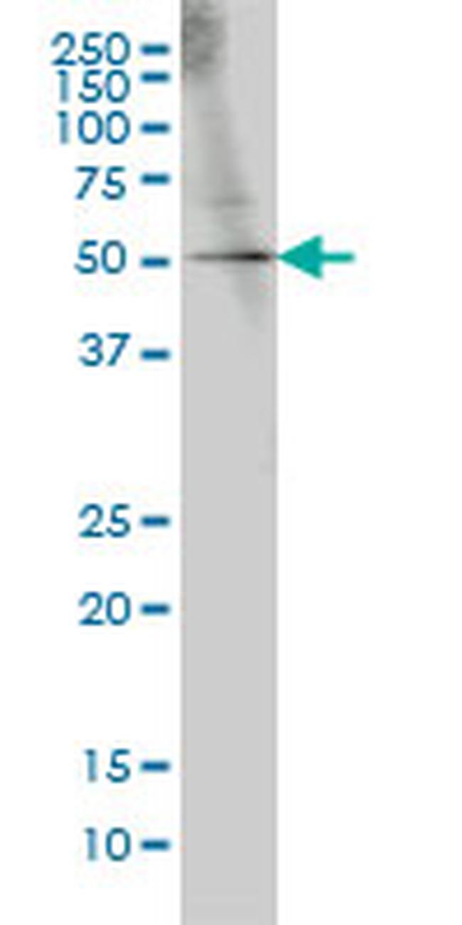 GABPA Antibody in Western Blot (WB)