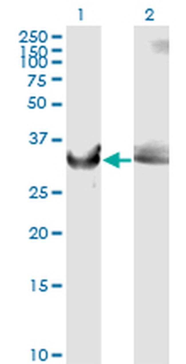 GAPDH Antibody in Western Blot (WB)