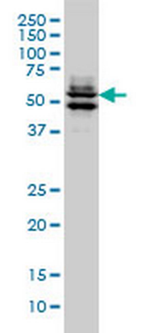 GATA2 Antibody in Western Blot (WB)