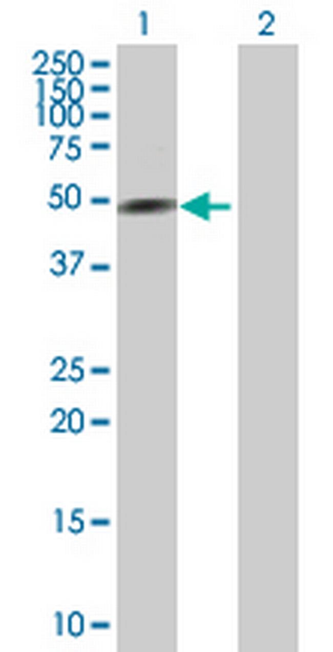 GATA3 Antibody in Western Blot (WB)