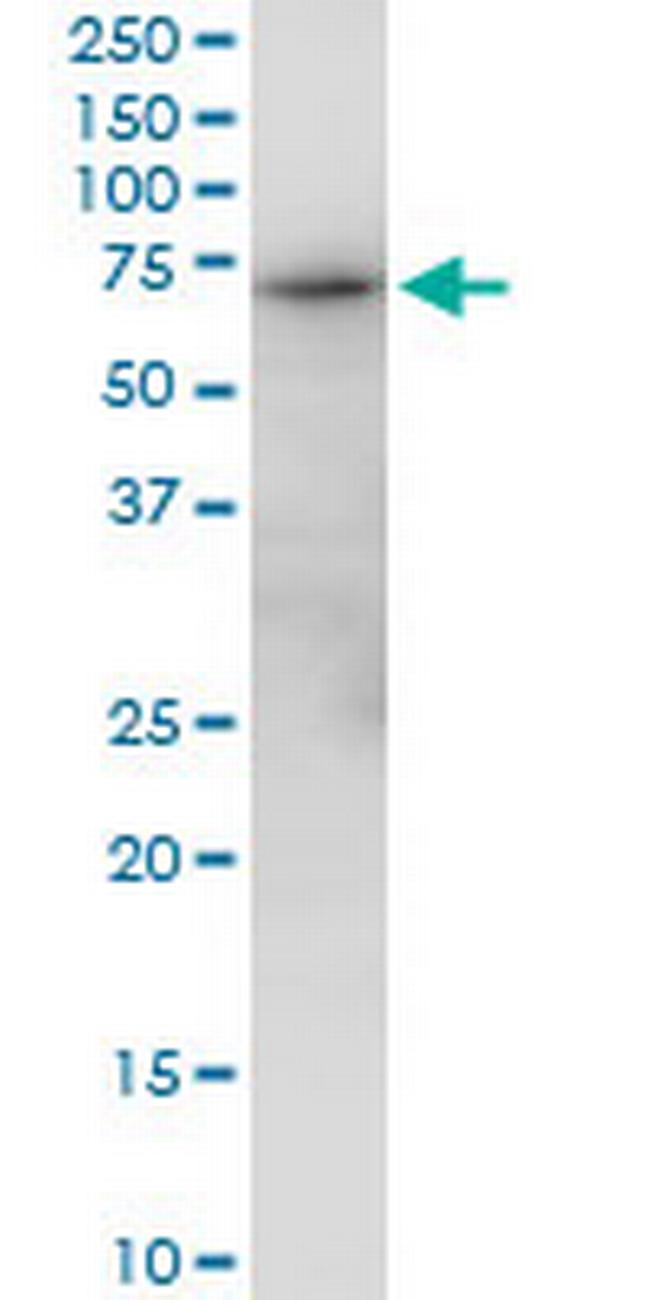 GBP2 Antibody in Western Blot (WB)