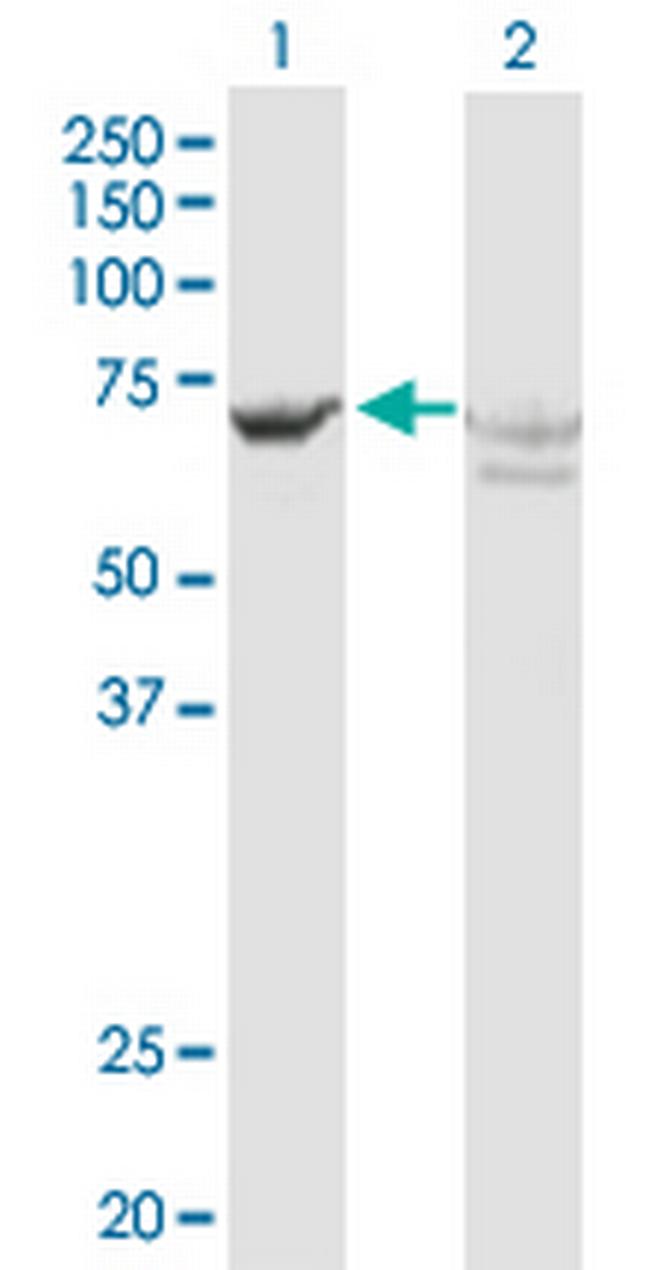 GBP2 Antibody in Western Blot (WB)