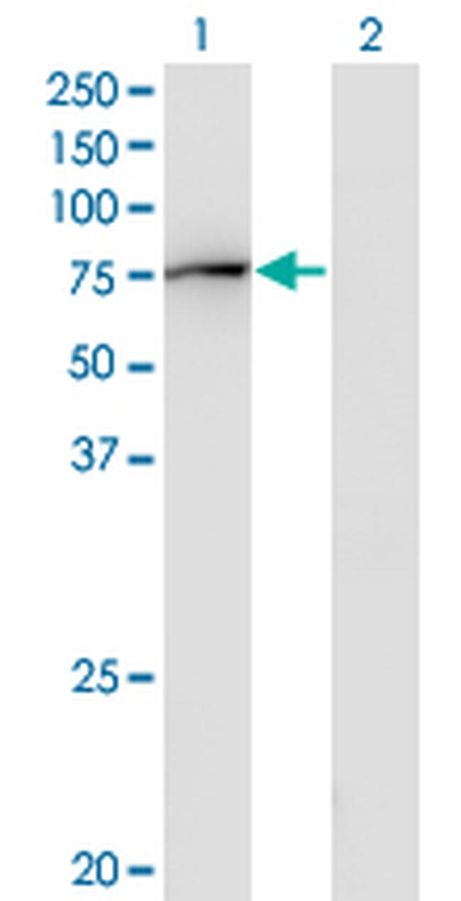 GBP2 Antibody in Western Blot (WB)
