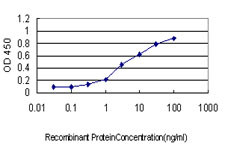 GCK Antibody in ELISA (ELISA)