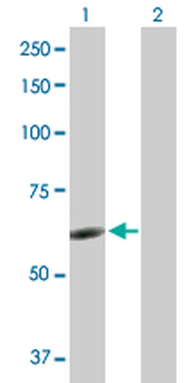 NR6A1 Antibody in Western Blot (WB)