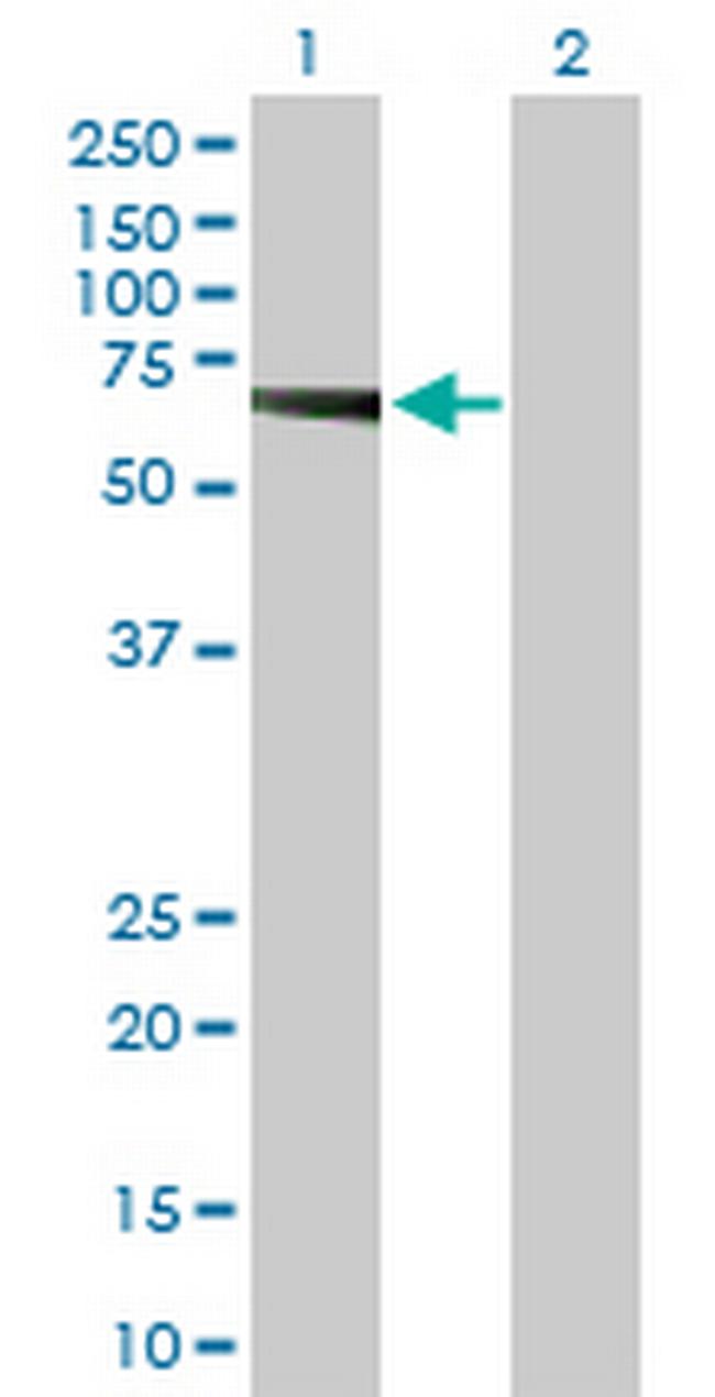 GDF9 Antibody in Western Blot (WB)