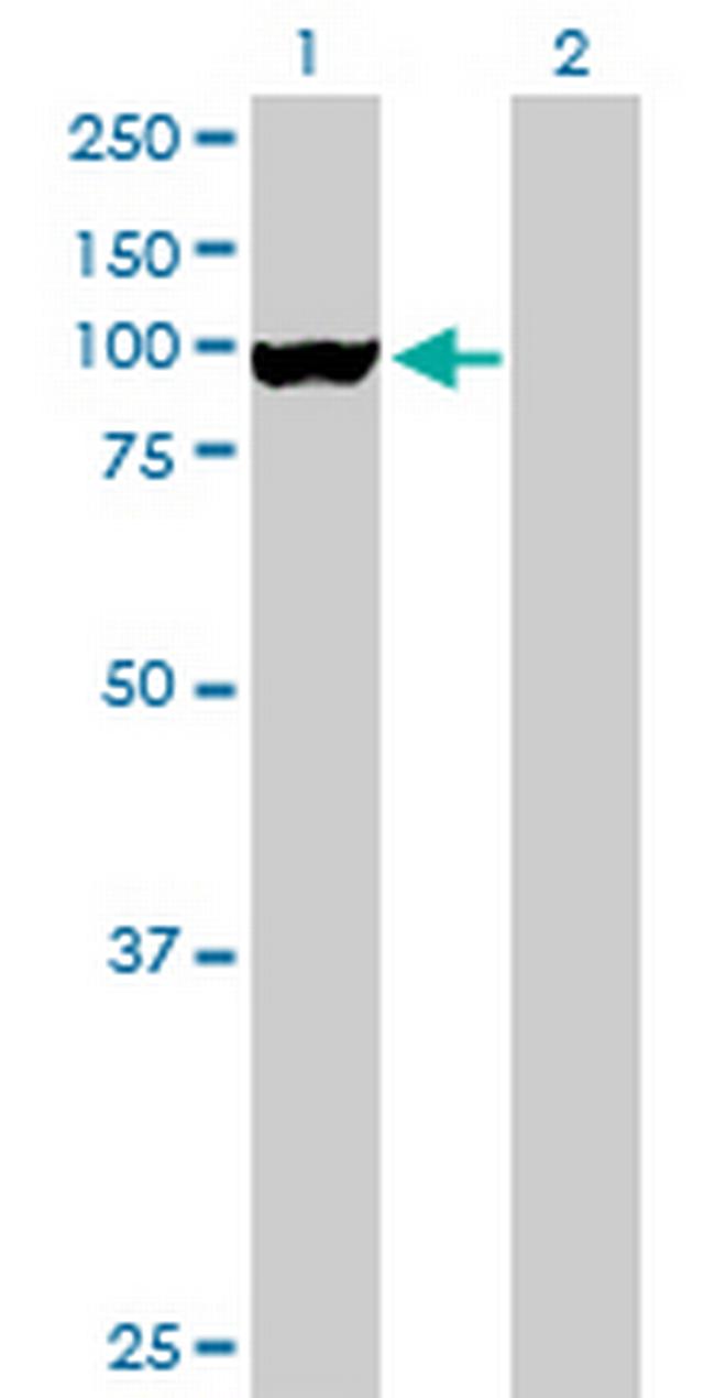 GLE1L Antibody in Western Blot (WB)