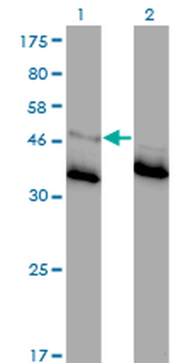 GLRA1 Antibody in Western Blot (WB)