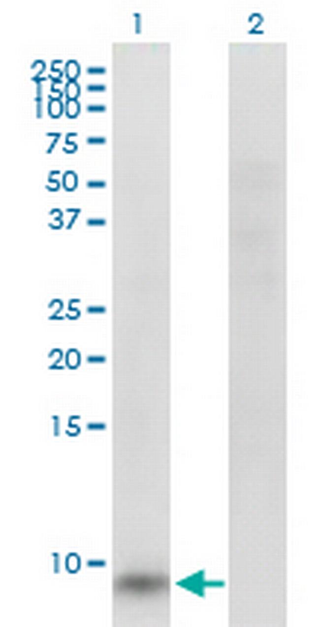 GNG11 Antibody in Western Blot (WB)