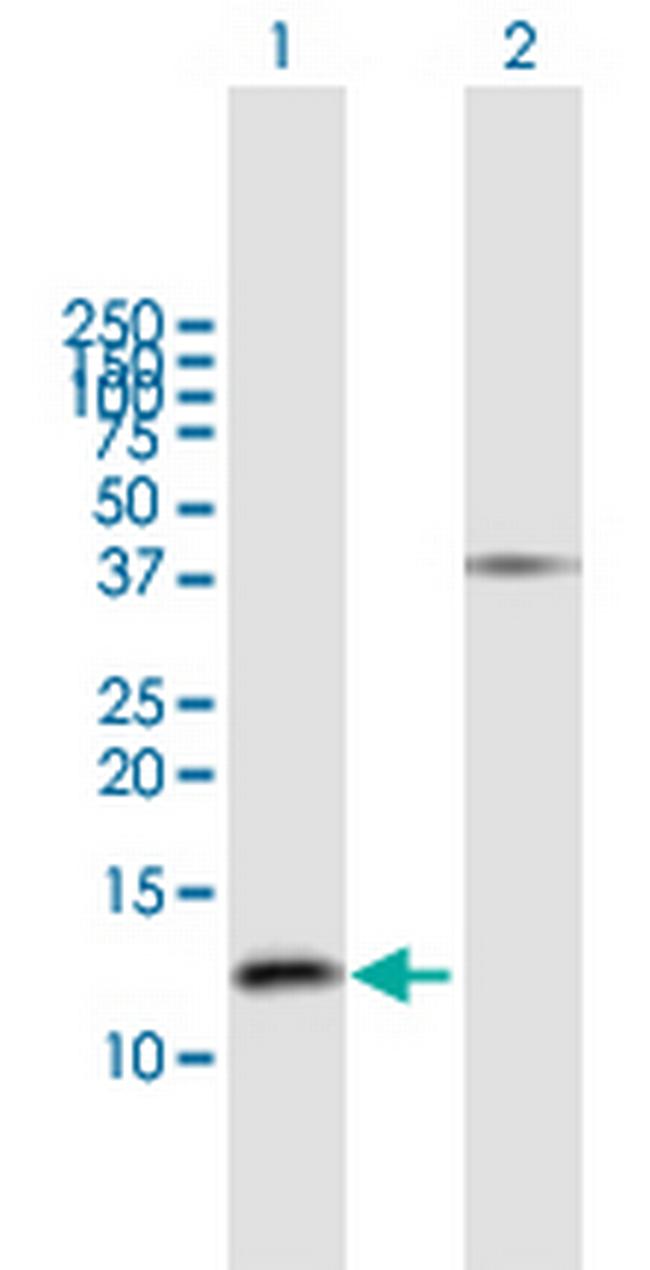 GNRH2 Antibody in Western Blot (WB)