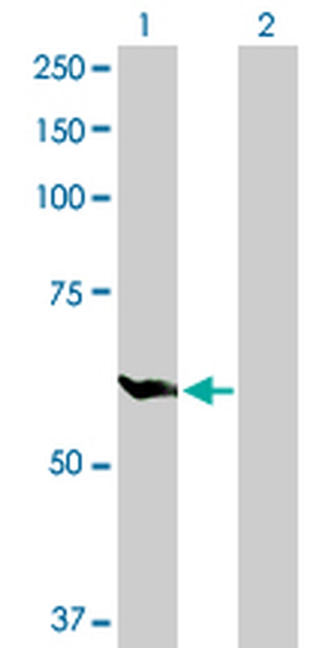 GPI Antibody in Western Blot (WB)