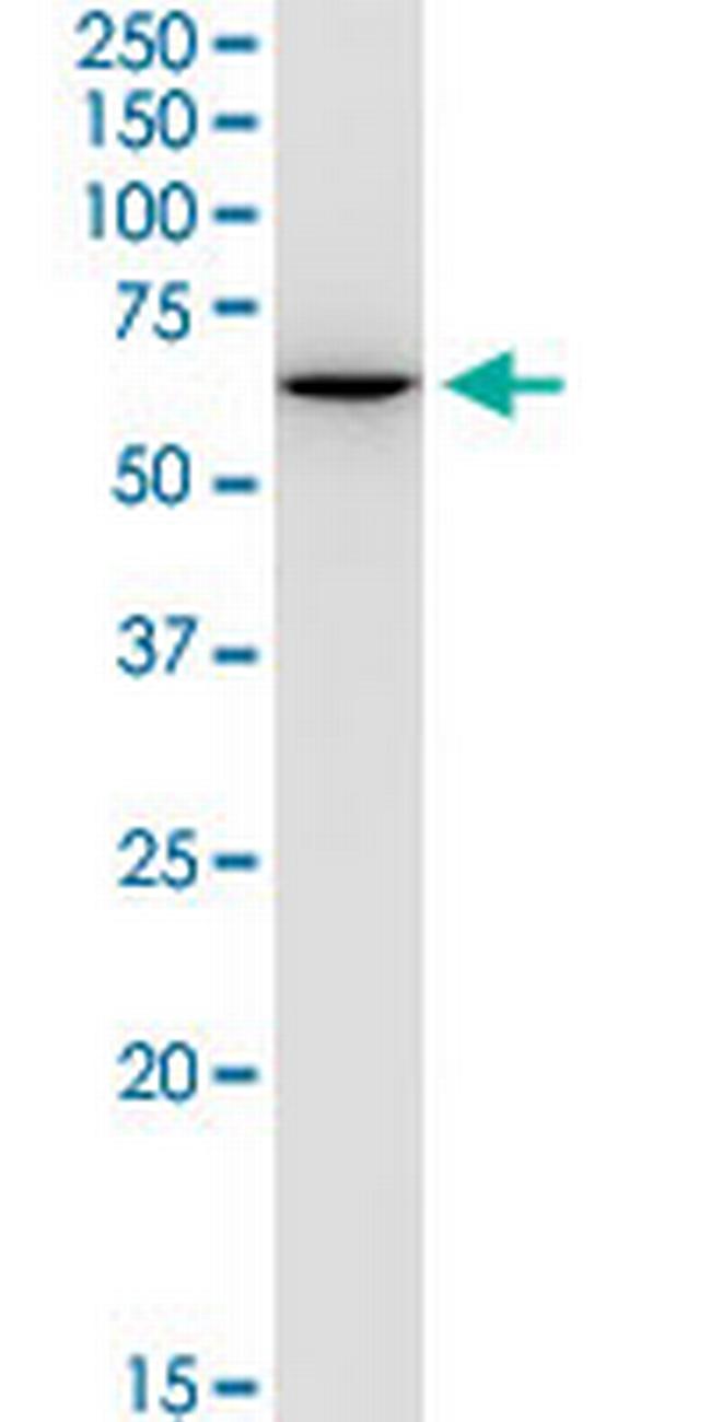 GPI Antibody in Western Blot (WB)