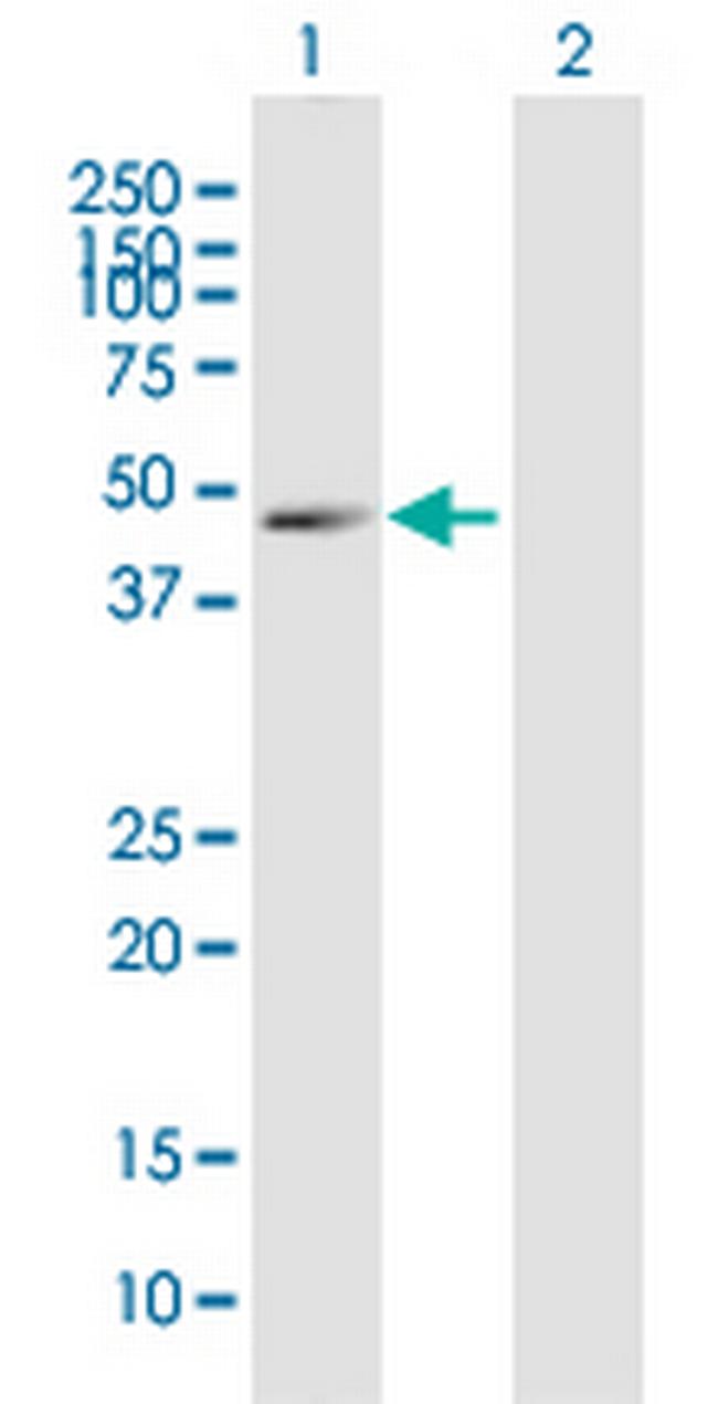 GPR3 Antibody in Western Blot (WB)