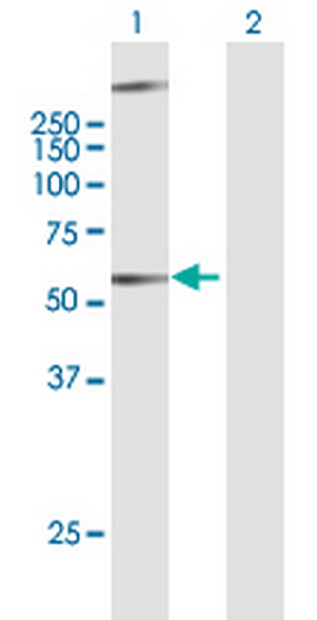 GPR34 Antibody in Western Blot (WB)