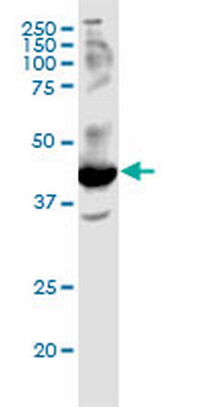 FFAR2 Antibody in Western Blot (WB)