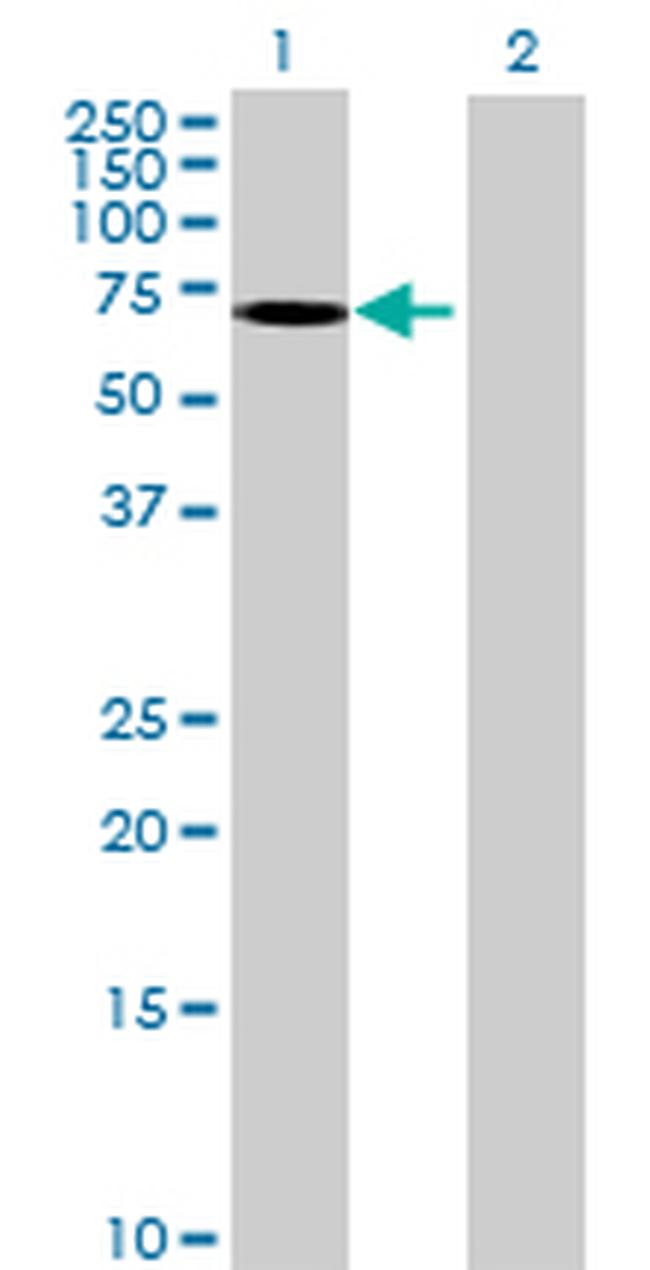 GRB10 Antibody in Western Blot (WB)