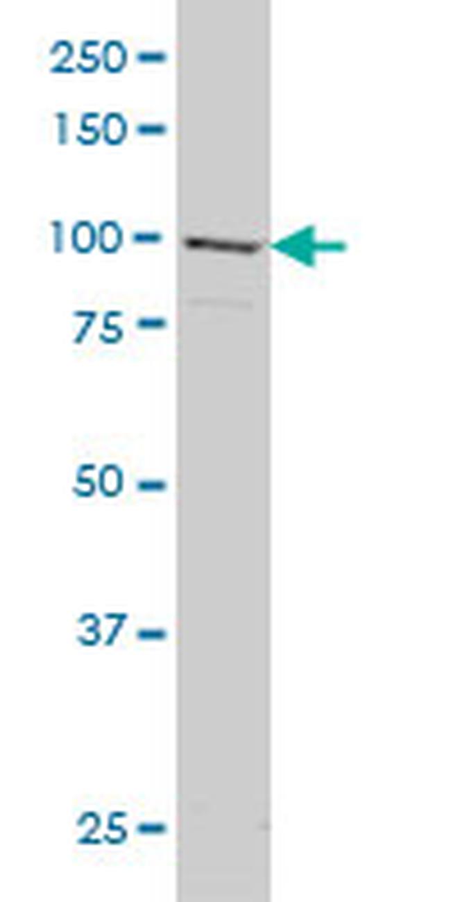 GRID1 Antibody in Western Blot (WB)