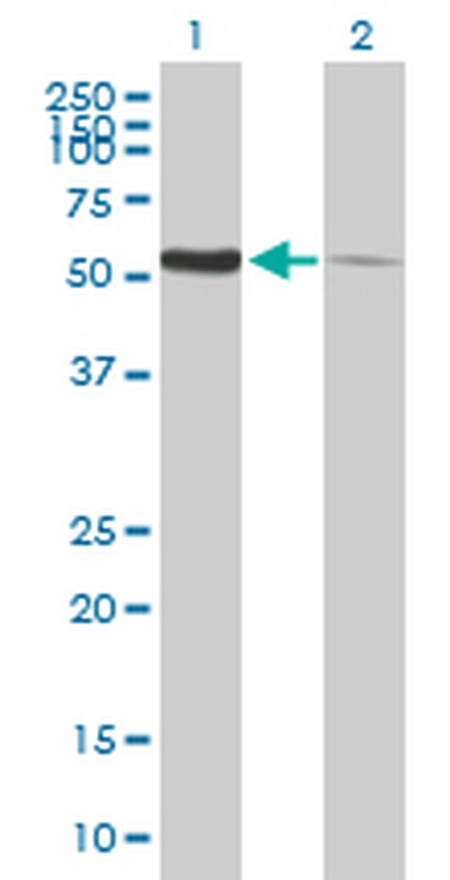 PDIA3 Antibody in Western Blot (WB)