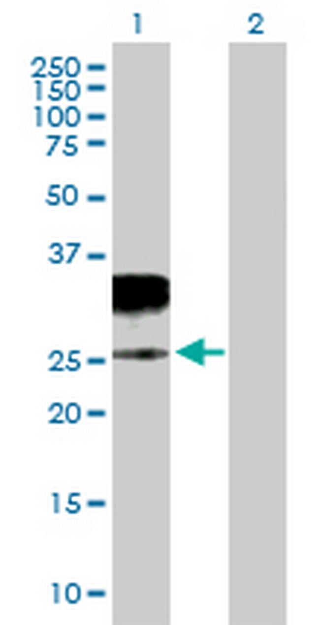 GZMH Antibody in Western Blot (WB)