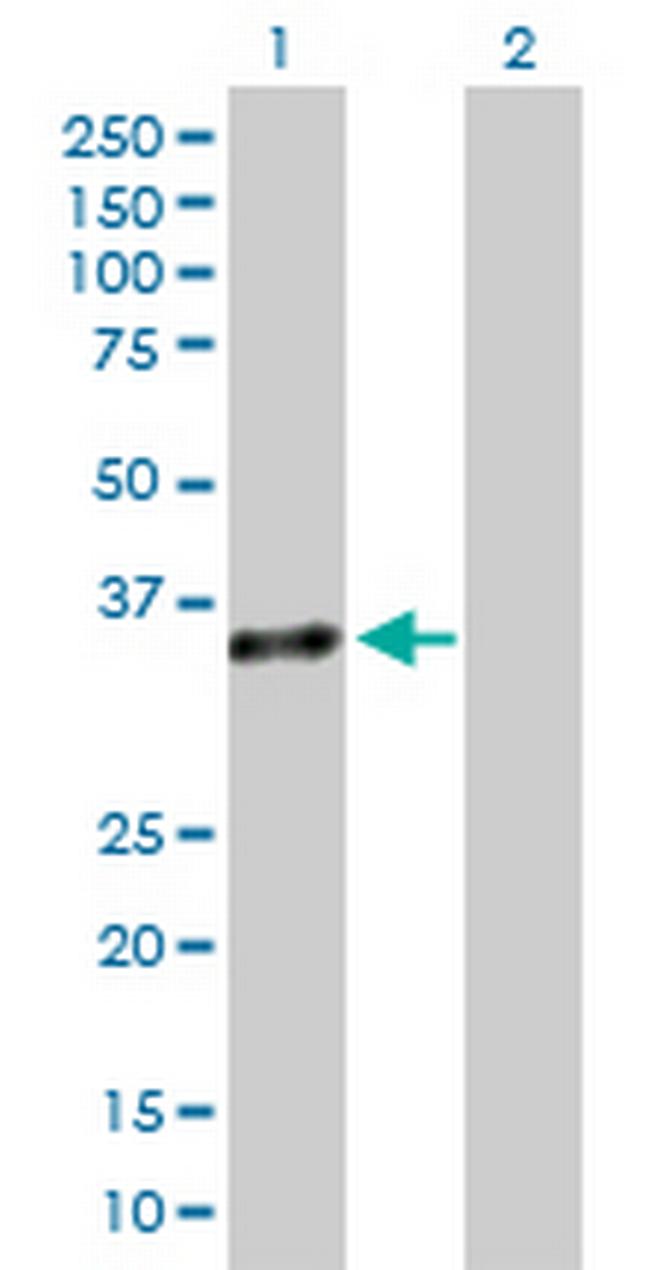 GZMB Antibody in Western Blot (WB)