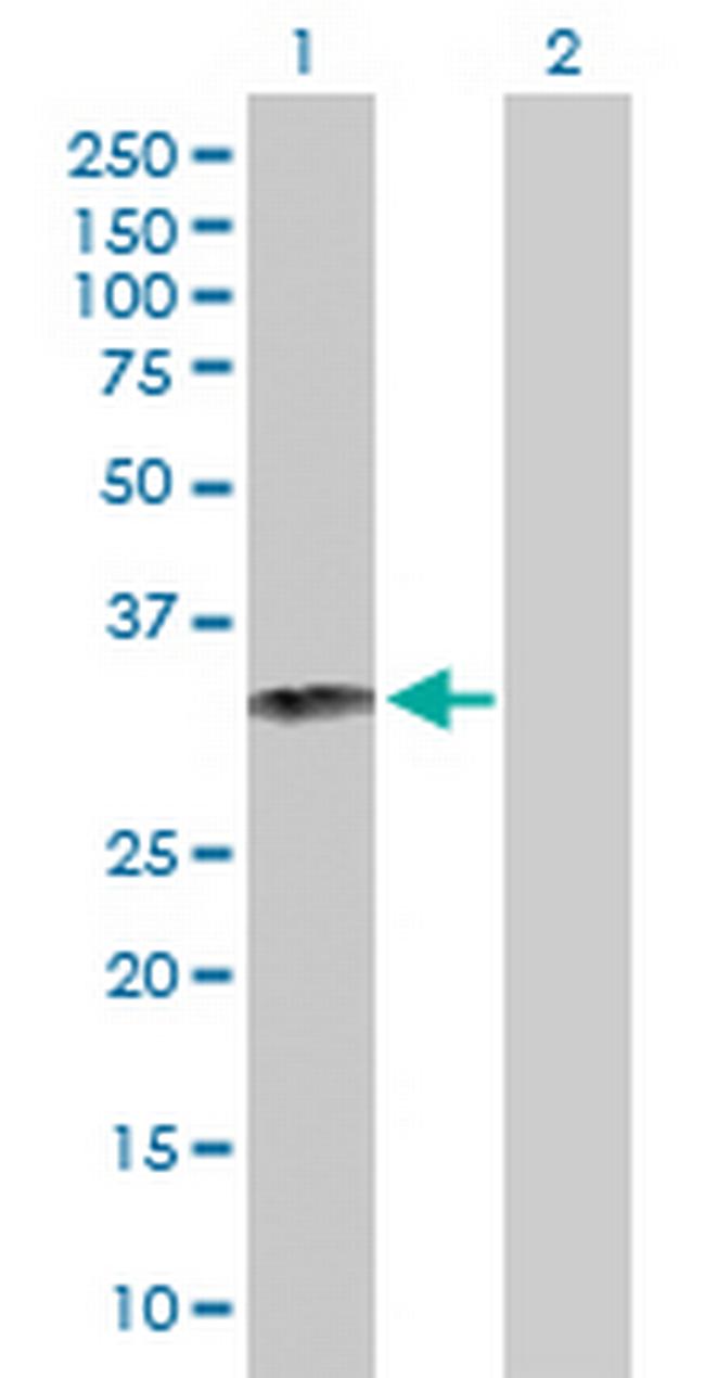 GZMB Antibody in Western Blot (WB)