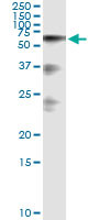 HABP2 Antibody in Immunoprecipitation (IP)