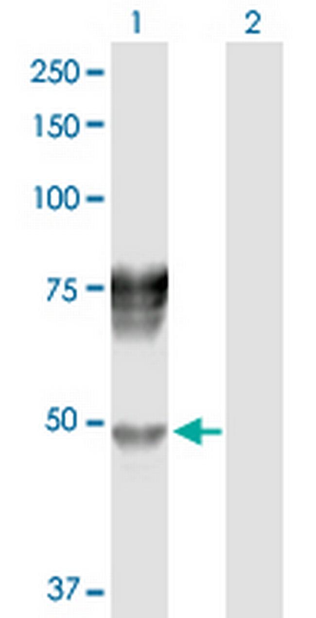 SERPIND1 Antibody in Western Blot (WB)