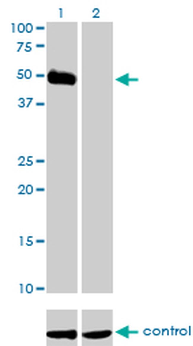 HCRTR2 Antibody in Western Blot (WB)