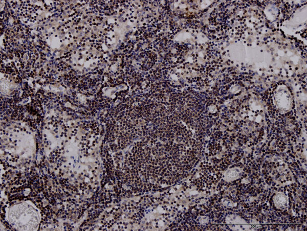 HLA-DPB1 Antibody in Immunohistochemistry (Paraffin) (IHC (P))