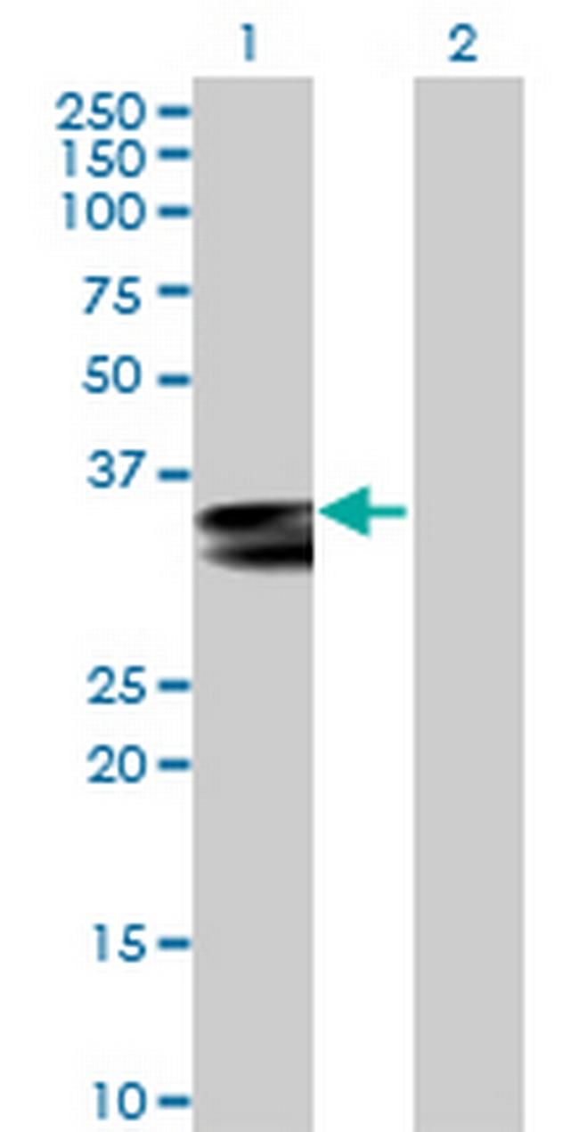 HLA-DRA Antibody in Western Blot (WB)