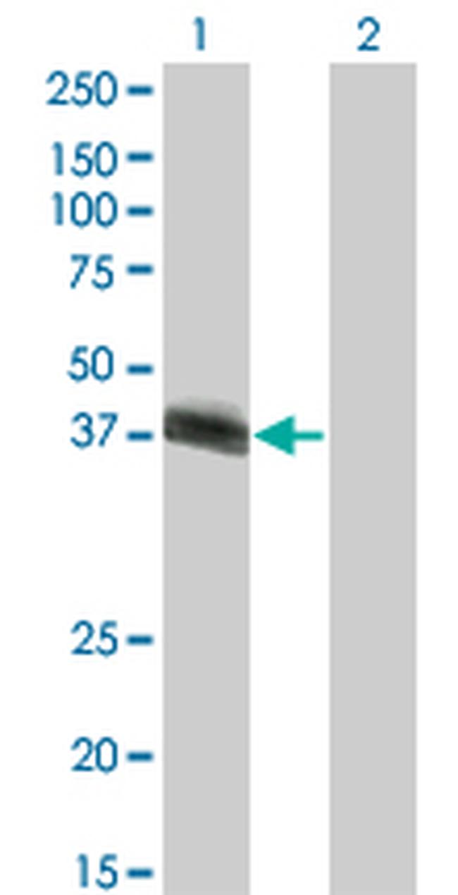HLF Antibody in Western Blot (WB)