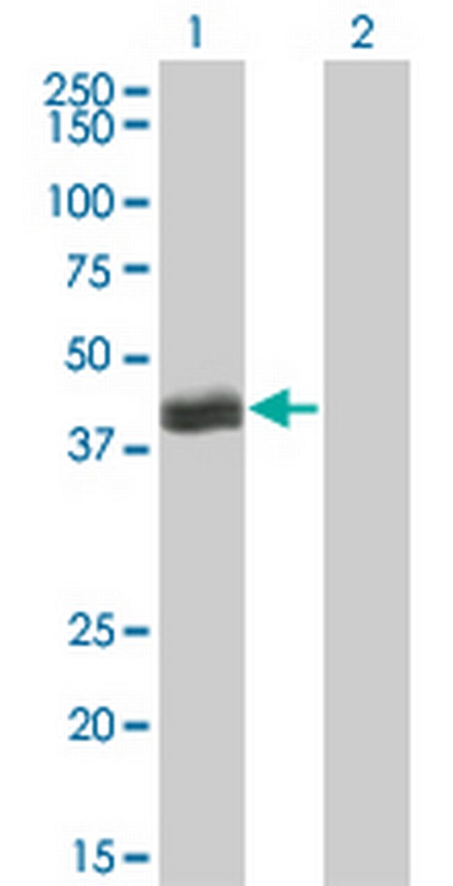HLF Antibody in Western Blot (WB)