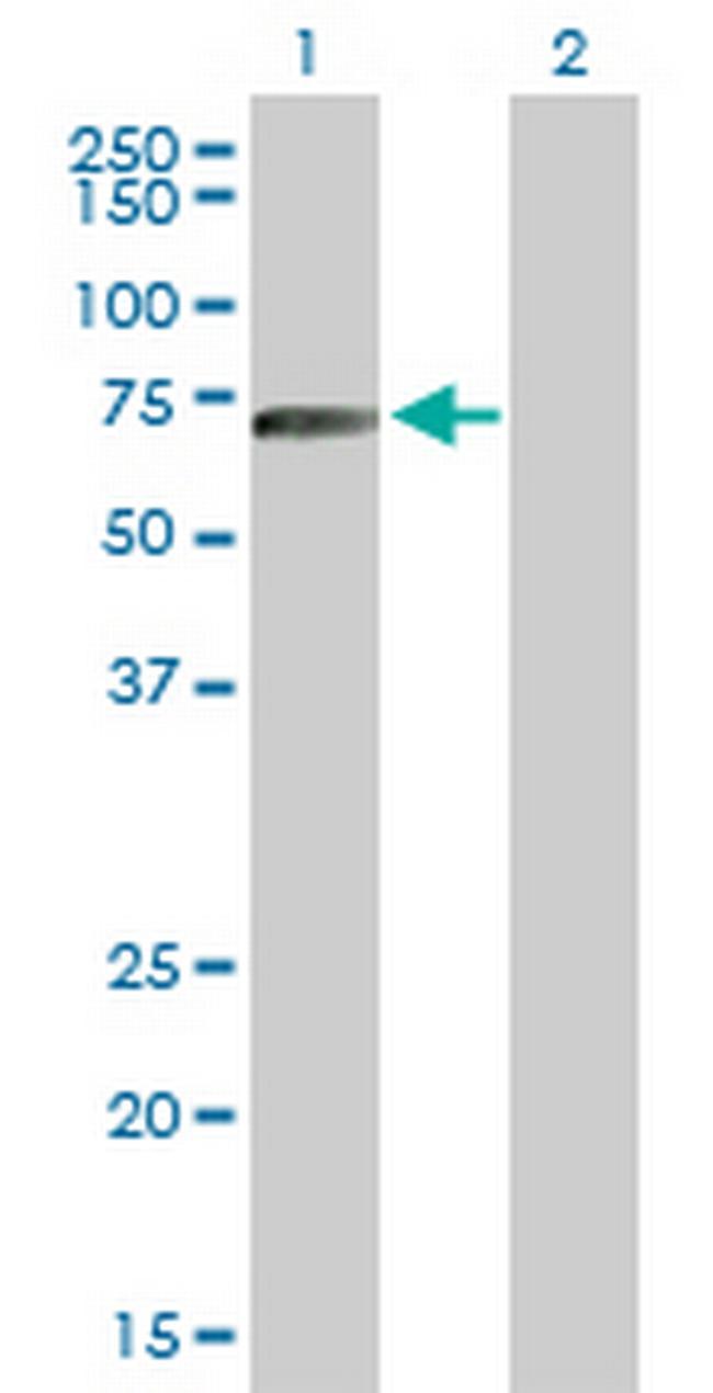 HLX Antibody in Western Blot (WB)