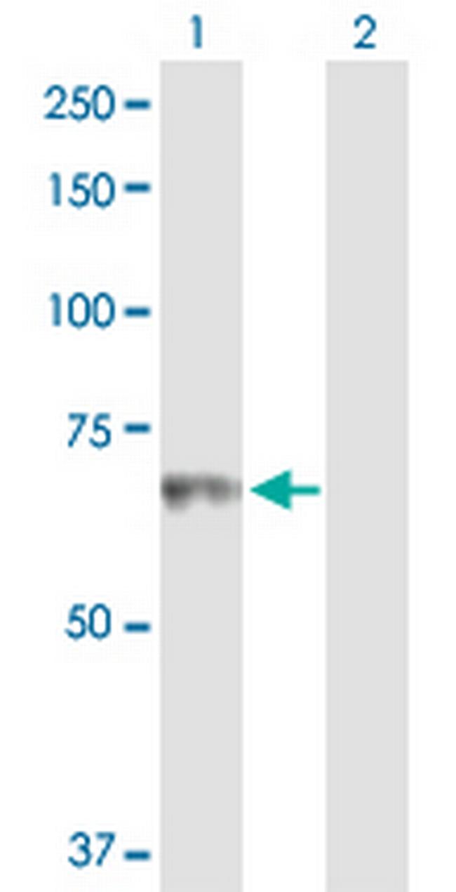HLX Antibody in Western Blot (WB)