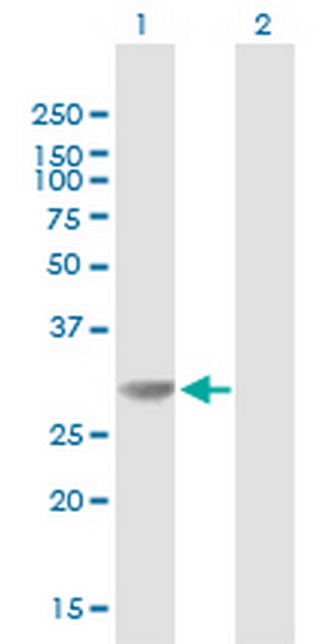 HMGB1 Antibody in Western Blot (WB)