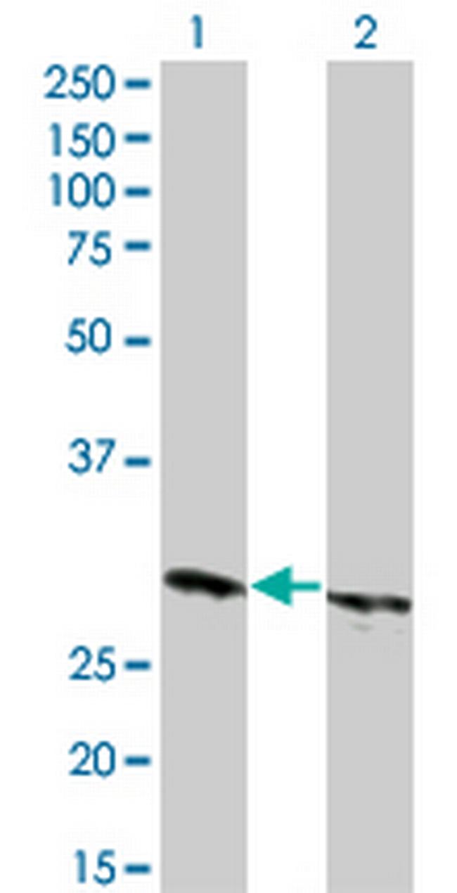 HMGB1 Antibody in Western Blot (WB)