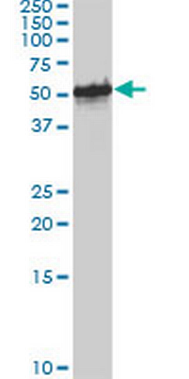 FOXA1 Antibody in Western Blot (WB)