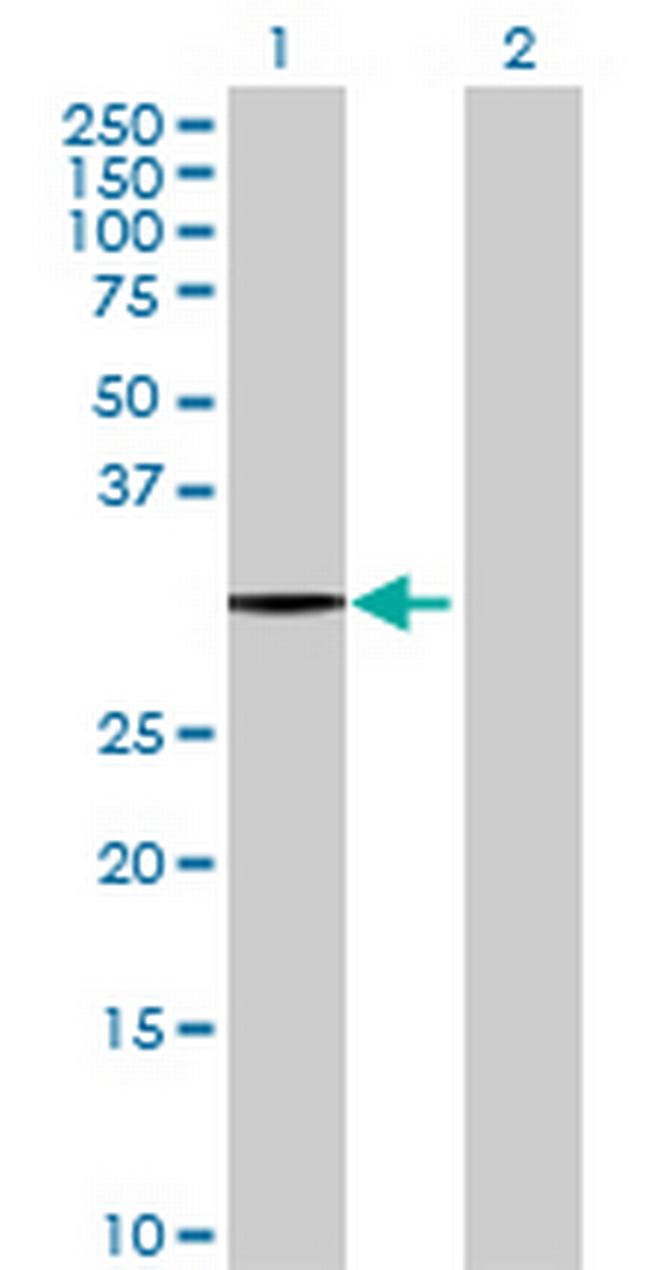 HNMT Antibody in Western Blot (WB)