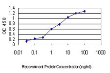 HOXB1 Antibody in ELISA (ELISA)