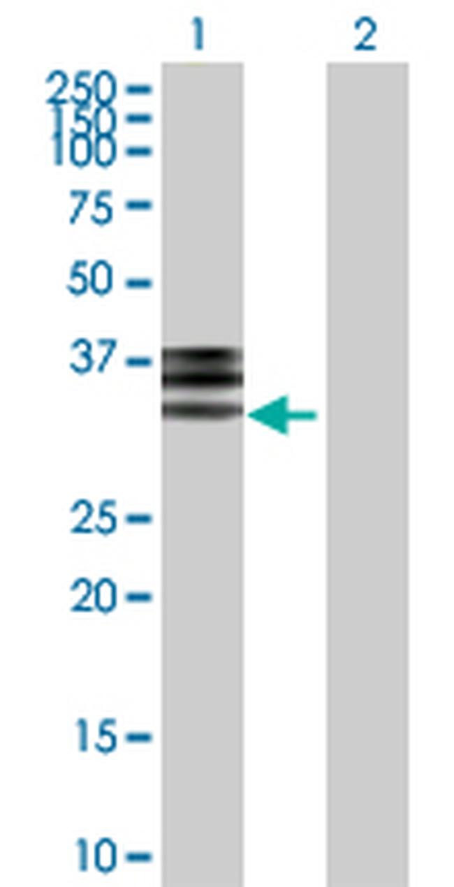 HPX Antibody in Western Blot (WB)