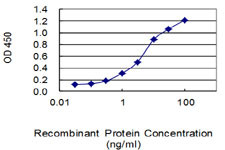 HSPA2 Antibody in ELISA (ELISA)