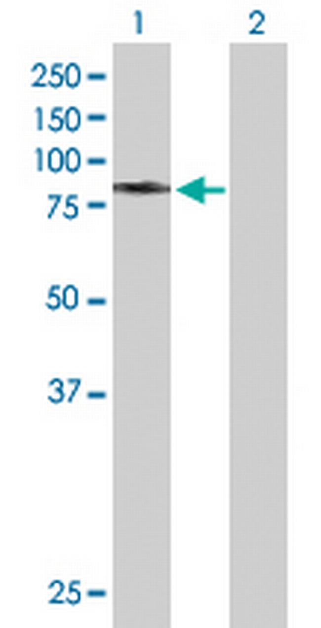 HSPA9 Antibody in Western Blot (WB)
