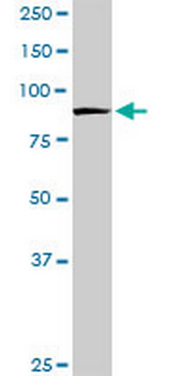 HSP90AB1 Antibody in Western Blot (WB)