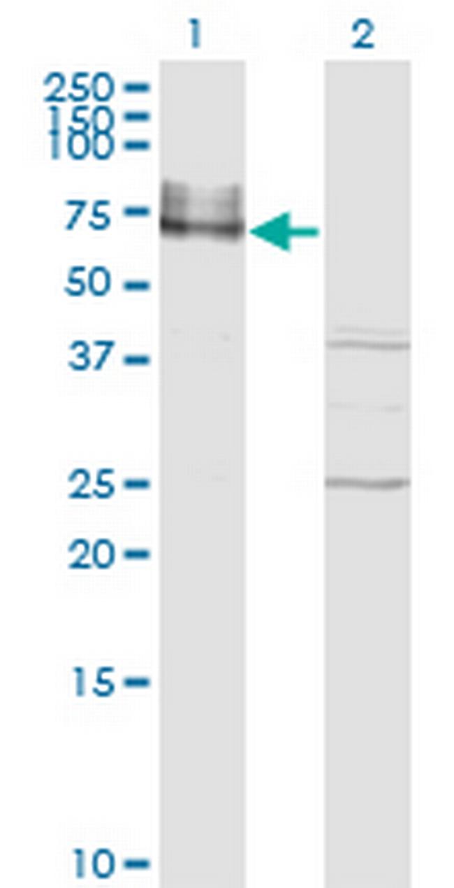 ICAM1 Antibody in Western Blot (WB)